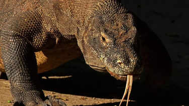 8 animals that reproduce without mating