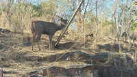 Barasingha at Boat Club: Residents taken aback like deer in headlights