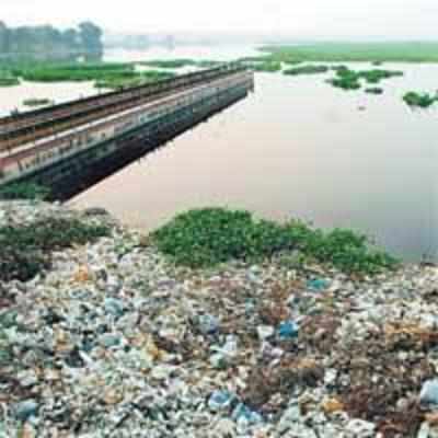 Thousands of fish found dead in Yamuna