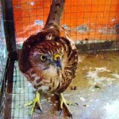 Injured Falcon saved in Dombivli