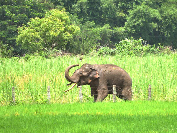 Karnataka sees 77 human-wildlife conflicts daily