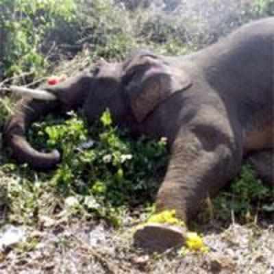 For elephants' sake, Orissa to raise height of electric wires
