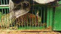 Hyderabad: Elusive leopard strikes again at Rajendranagar, trapped by forest department this time 