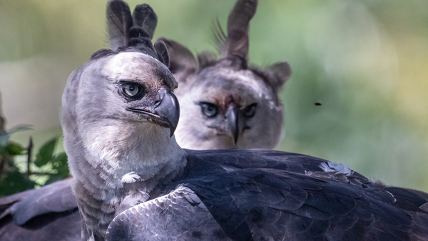 ‘Crown predator of the Amazon’: The giant eagle that snatches monkeys from treetops and is losing its home