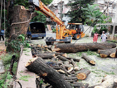 Objections to tree felling? Copy that