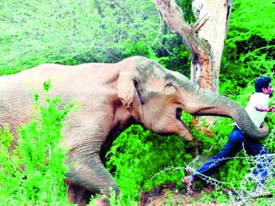 Karnataka spends Rs 47 cr on wildlife conflict