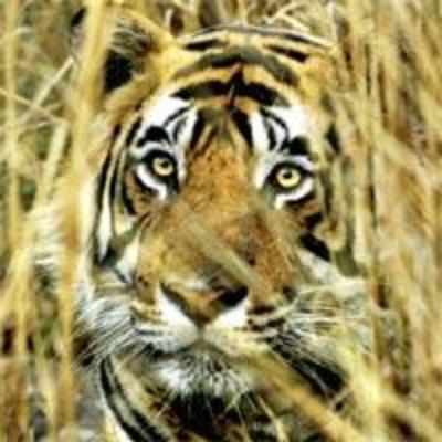 DNA fingerprints to reveal tigers' genetic status