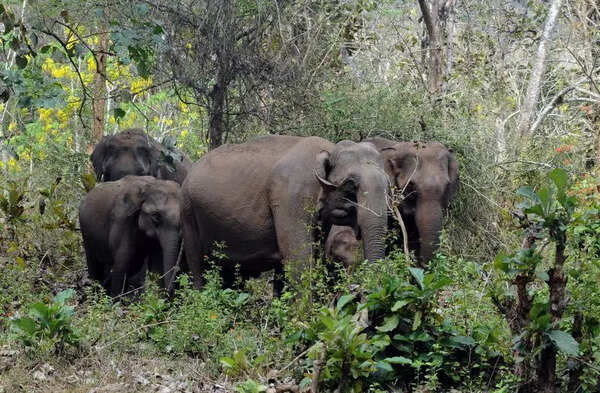 Human-wildlife conflict: State to propose new chapter