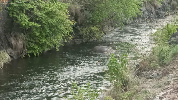 Tusker drowns after falling into 20ft contour canal in Pollachi