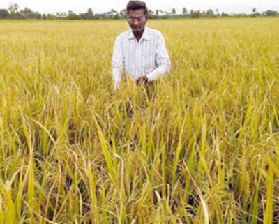 Ex-scribe harvests diabetes rice even in drought
