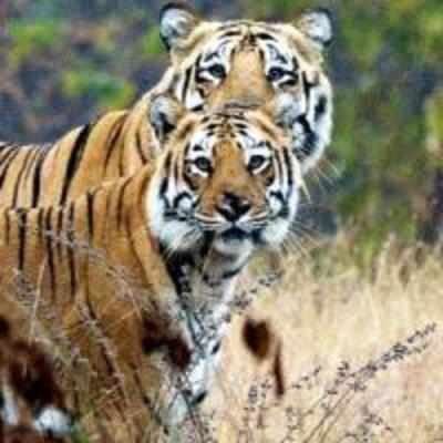 State forms squad to protect its tigers