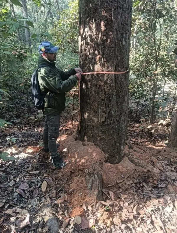 19k trees slated for felling amid beetle larvae infestation
