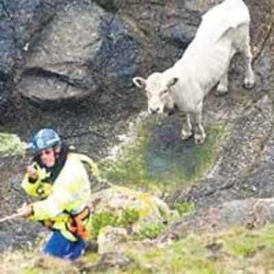 Bull stuck on ledge for 3 days as navy, RSPCA fight over rescue bill