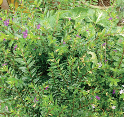 The greenskeeper: Mexican heather