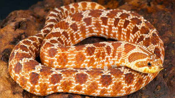 Hognose Snake  