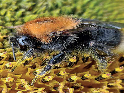 Mirrorlights: Bee pollen: Unearth the treasure trove of health benefits