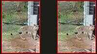Shocking: Lions climb cattle shed in Gujarat, jump inside to kill ox 