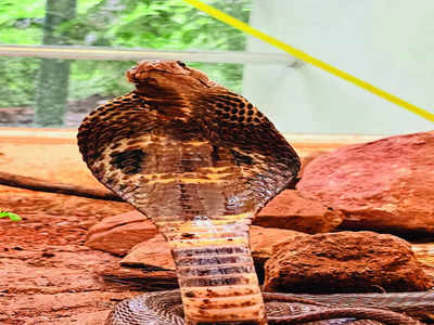 Grievously injured spectacled cobra gets second go at life