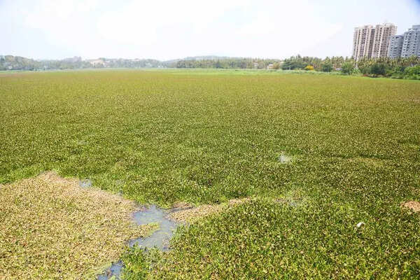 Tender delay hits Akkulam Lake rejuvenation plan