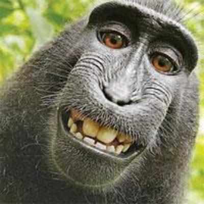 Don't I look dapper? Endangered monkey snaps self