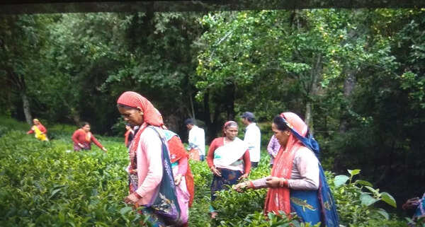 Bageshwar admin begins direct local sale of Kausani tea