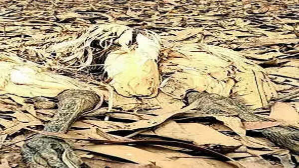 Migratory birds found dead at sanctuary in S'mogga; lakewater contamination likely