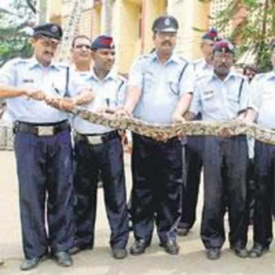 Fire Brigade saves 10-foot long python from Bhayandar farm
