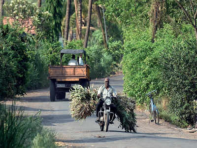 High Court has hint of sweetness for cane farmers