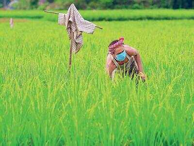 Rs 1.63 lakh cr aid, 3 big reforms for agri sector