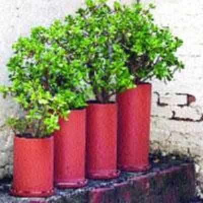 Retain the magic of potted plants even in the monsoon
