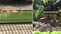 Covid-19 crisis: Lucknow zoo reopens after over two months 
