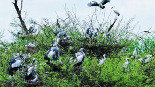 For the love of birds and a good harvest
