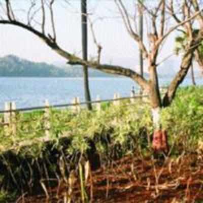 Beautify Powai lake