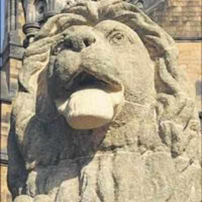 After 3 yrs, CST lion gets a new jaw
