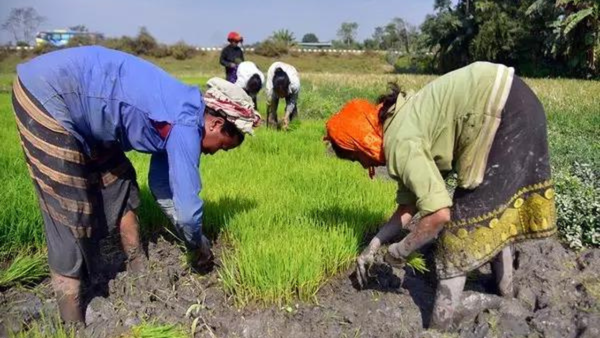 SC wants govt response to PIL seeking hike in MSP for grains