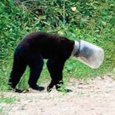 Bear saved after 10 days with head in a jar