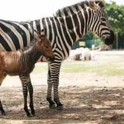 Rare '˜zonkey' born in China zoo - or is it called a donkra?