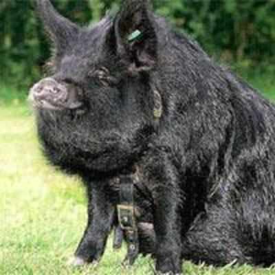 Family sends pet pig to canine classes