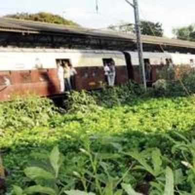 Don't grow veggies along train tracks: BMC to Railways