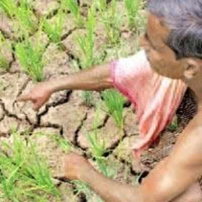 Farmers in drought-hit Bengal turn to suicide