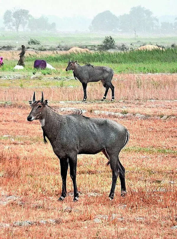 Over 3,000 nilgai killed to curb crop damage