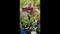 Gardeners seek climate-resilient plants as heat rises