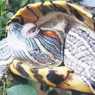 Slum kids treat turtle as toy, injure its eye