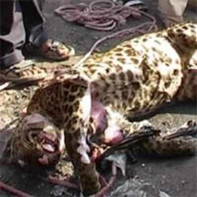 Leopard found dead in Bhandup water tank