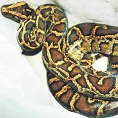 Giant python tries to eat zoo keeper's head