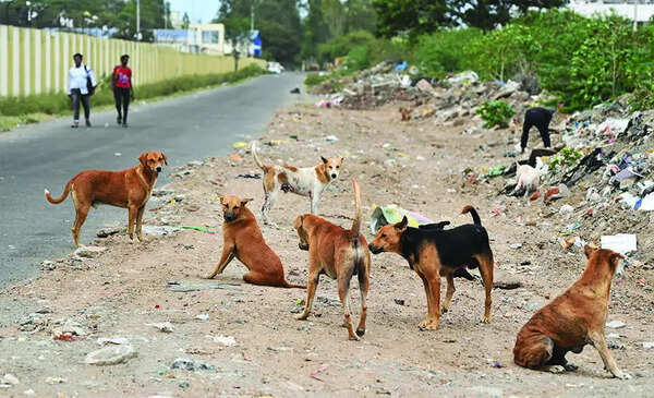 Somwarpet begins stray dog sterilisation drive
