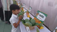 45 varieties of mango on display at exhibition in Rajasthan’s Banswara 