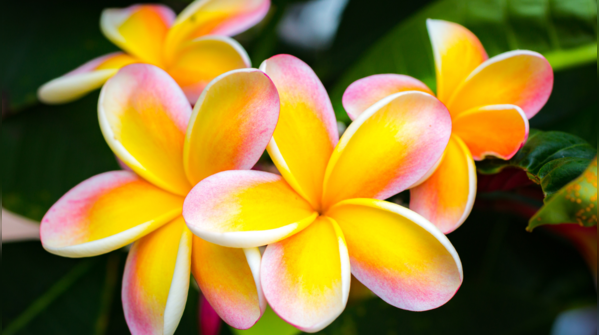Wishing flower