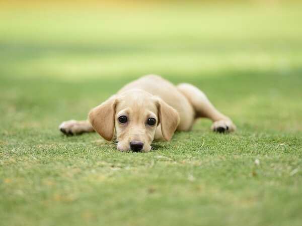 Meet Magic, the two-legged puppy who’s melting hearts