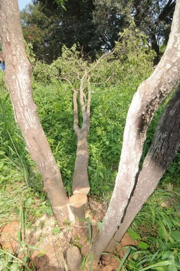 KSDL seeks ideas on anti-theft tech to protect sandalwood trees